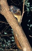 Aeecl's Sportive Lemur, Lepilemur aeeclis