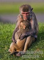 Rhesus Monkeys mother cuddling youngster . Longleat Safari Park , Wiltshire , England stock phot...
