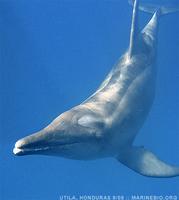 Rough-toothed Dolphin - Steno bredanensis