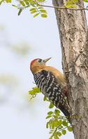 Rufous-bellied woodpecker C20D 02980.jpg