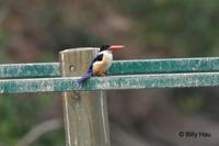 藍翡翠  	Black-capped Kingfisher  	Halcyon pileata