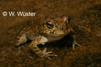 : Bufo arabicus; Arabian Toad