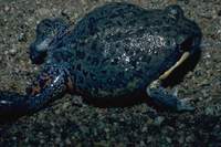 : Limnodynastes terraereginae; Northern Bullfrog
