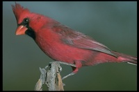 : Cardinalis cardinalis; Northern Cardinal