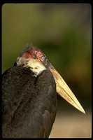 : Leptoptilos crumeniferus; Marabou Stork