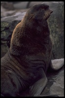 : Callorhinus ursinus; Alaskan Fur Seal