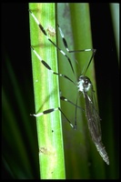 : Bittacomorpha occidentalis; Phantom Crane Fly