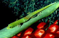 : Phelsuma laticauda laticauda; Gold Dust Day Gecko