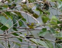 クリノドモズチメドリ Black-eared Shrike-Babbler Pteruthius melanotis
