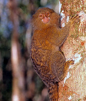 Pygmy marmoset (Callithrix pygmaea)