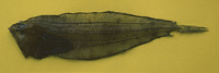 Chascanopsetta lugubris, Pelican flounder: fisheries
