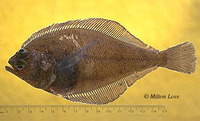 Citharichthys xanthostigma, Longfin sanddab: fisheries