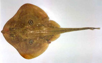 Leucoraja naevus, Cuckoo ray: fisheries, aquarium