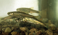Phoxinus phoxinus, Eurasian minnow: fisheries, aquarium, bait