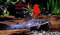 Bagrus docmak, Semutundu: fisheries, gamefish