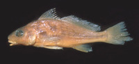 Pachyurus bonariensis, La Plata croaker: fisheries