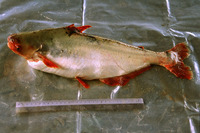 Pangasius macronema, : fisheries