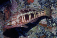 Serranus atricauda, Blacktail comber: fisheries