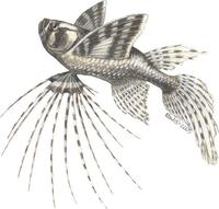 Image of: Pantodon buchholzi (butterflyfish)