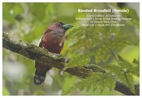Banded Broadbill - Eurylaimus javanicus