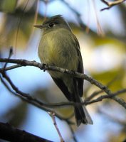 Pine Flycatcher - Empidonax affinis