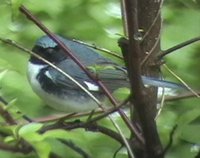 Black-throated Blue Warbler - Dendroica caerulescens