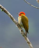 Yellow-throated Woodpecker at Folha Seca.