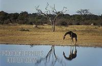 Southern giraffe ( Giraffa camelopardalis giraffa ) drinking , Hwange National Park , Zimbabwe s...