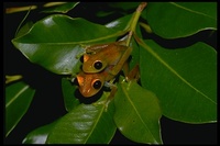 : Boophis viridis; Andasibe Frog
