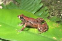 : Taudactylus liemi; Liem's Tinker Frog