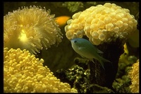 : Zebrasoma flavescens; Yellow Tang