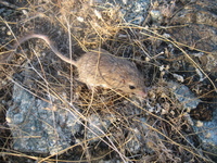 : Chaetodipus spinatus; Spiny Mouse