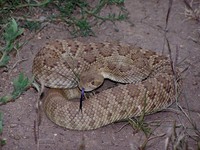 : Crotalus scutulatus; Mohave Rattlesnake