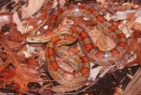 : Elaphe guttata guttata; Corn Snake