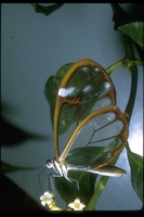 : Mechanitis sp.; Monteverde Butterfly