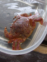 Polybius holsatus - Swimming Crab