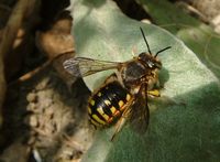 Anthidium manicatum - Wool Carder Bee