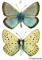 Polyommatus eroides - False Eros Blue