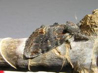 Notodonta dromedarius - Iron Prominent