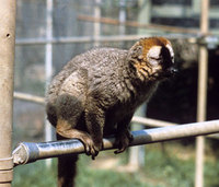 Red-fronted lemur (Eulemur rufus)