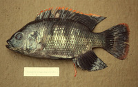 Oreochromis macrochir, Longfin tilapia: fisheries, aquaculture, gamefish
