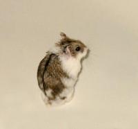 Image of: Phodopus campbelli (Campbell's hamster)