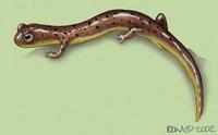 Image of: Rhyacotriton cascadae (Cascade torrent salamander)