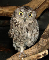 Image of: Otus asio (eastern screech owl)