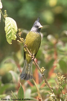 Crested Finchbill - Spizixos canifrons