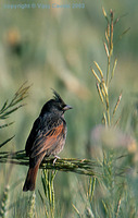 Crested Bunting - Melophus lathami