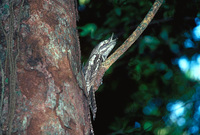 Marbled Frogmouth - Podargus ocellatus