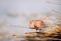 Little Grassbird - Megalurus gramineus