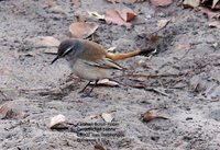 Kalahari Scrub-Robin - Cercotrichas paena
