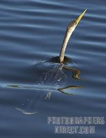 Anhinga Swimming in clear blue water with reflection , Everglades National Park stock photo